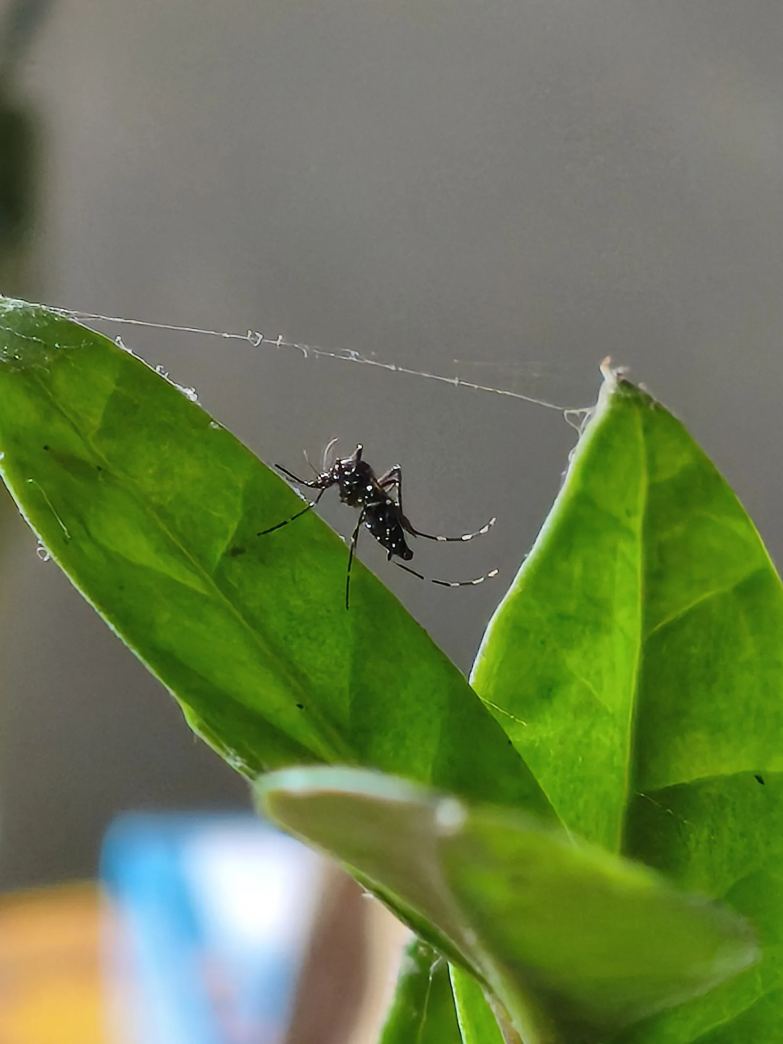 «La infancia del mundo», de Michel Nieva: la pampa a cuarenta grados y un niño mosquito
